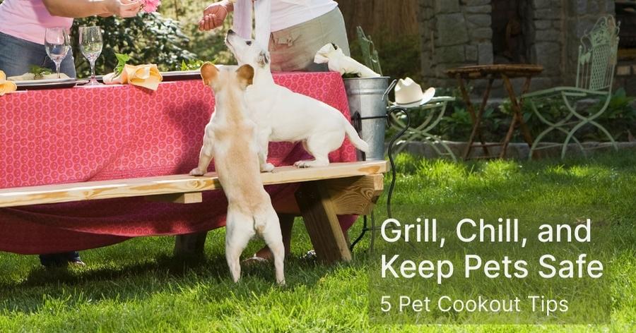Grill, Chill, and Keep Pets Safe