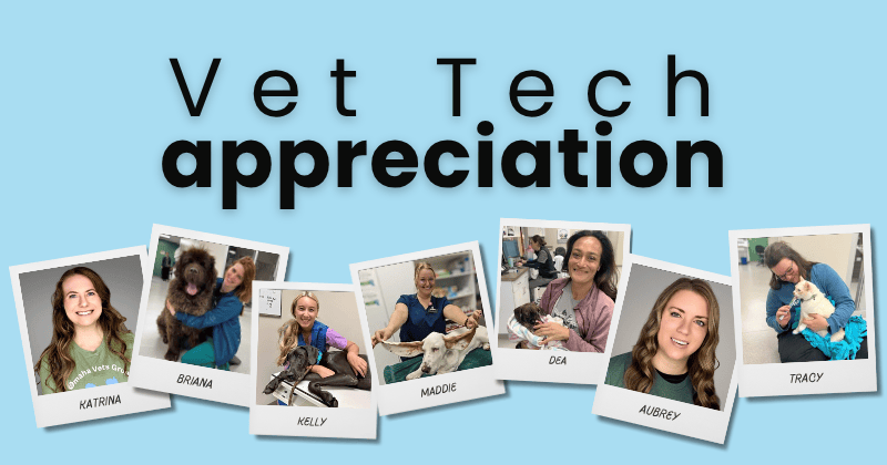 A Day in the Life of a Licensed Veterinary Technician