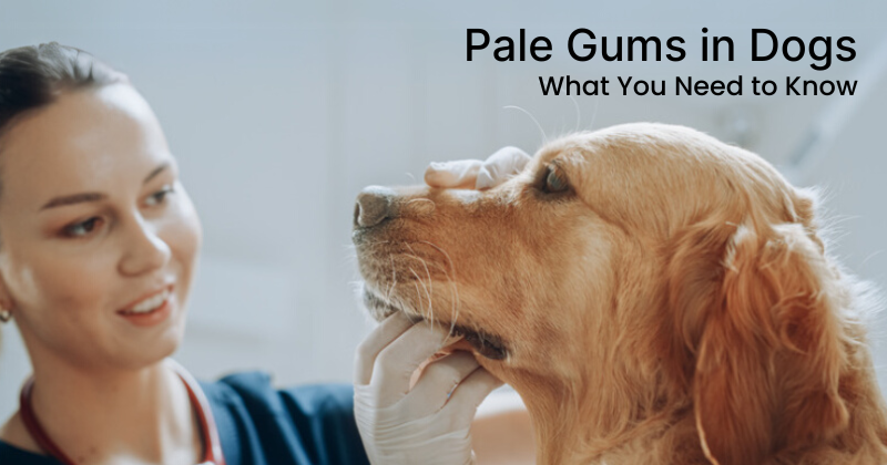 Pale Gums in Dogs: What You Need to Know