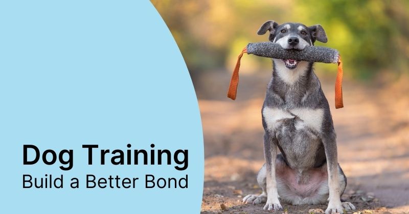 Dog Training Tips and Tricks