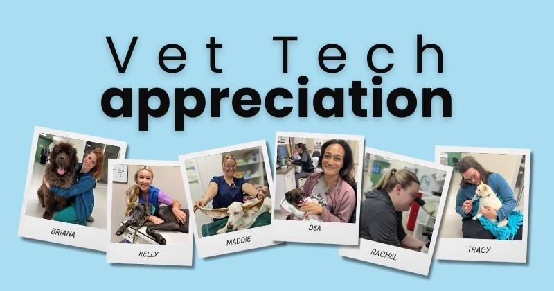 A Day in the Life of a Licensed Veterinary Technician