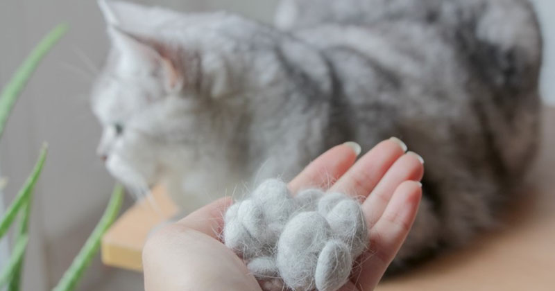 Reasons Your Cat's Hair is Falling Out