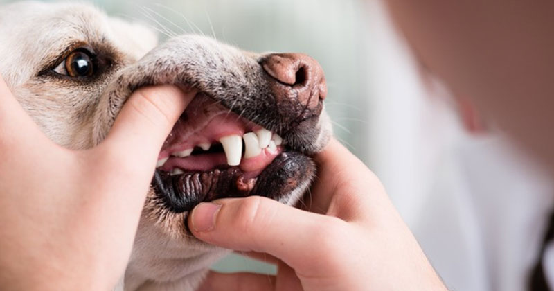 Why Are My Dog’s Teeth Brown?