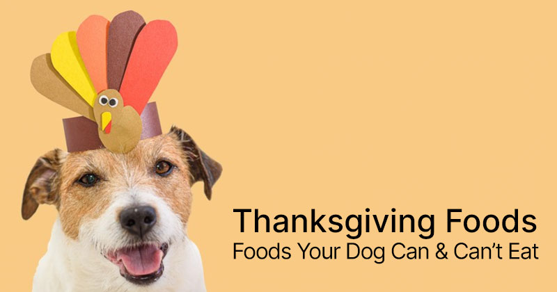 Thanksgiving Foods Your Dog Can & Can’t Eat