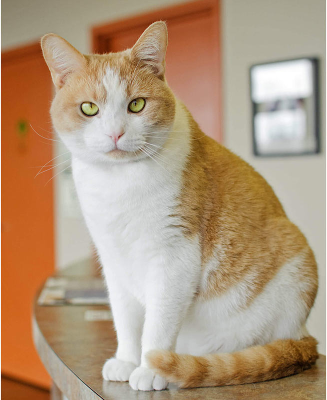 Clinic Cat of Walnut Creek Veterinary Clinic